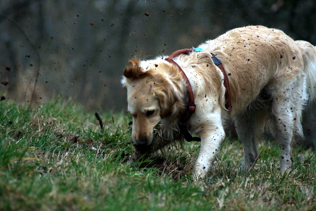 Canis lupus familiaris
