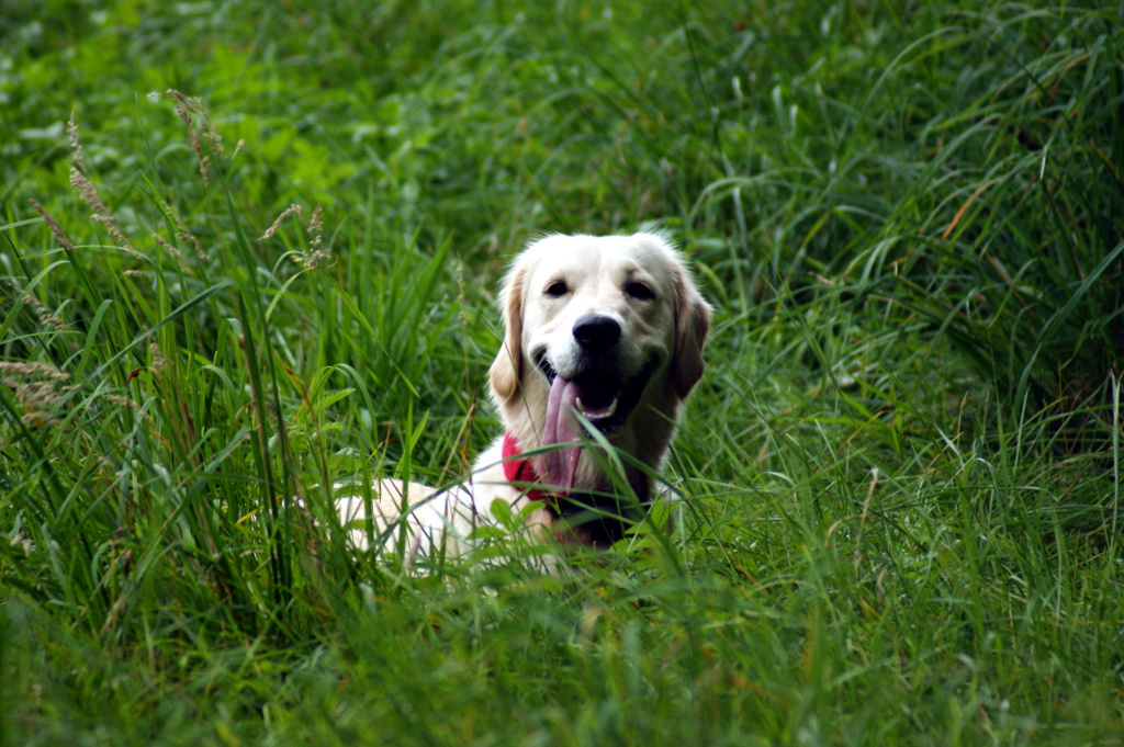 Canis lupus familiaris