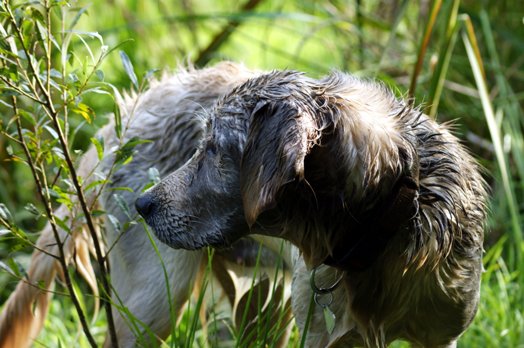 Canis lupus familiaris