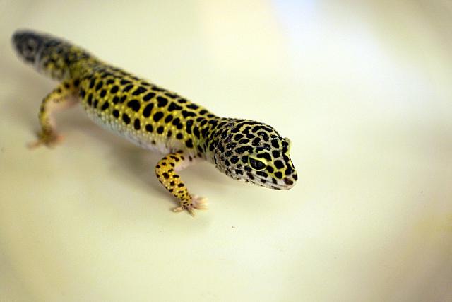 Eublepharis macularius